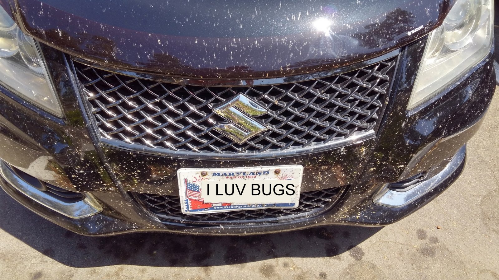 I LUV BUGS.jpg